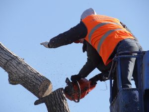 Tree Harvesting and Felling